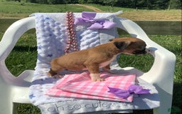Boxer dogs for sale: Bella - Image 2
