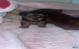 Yorkshire Terrier dogs for sale: Lacie - Image 2