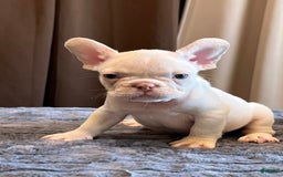 French Bulldog dogs for sale: Jo Jo - Image 5