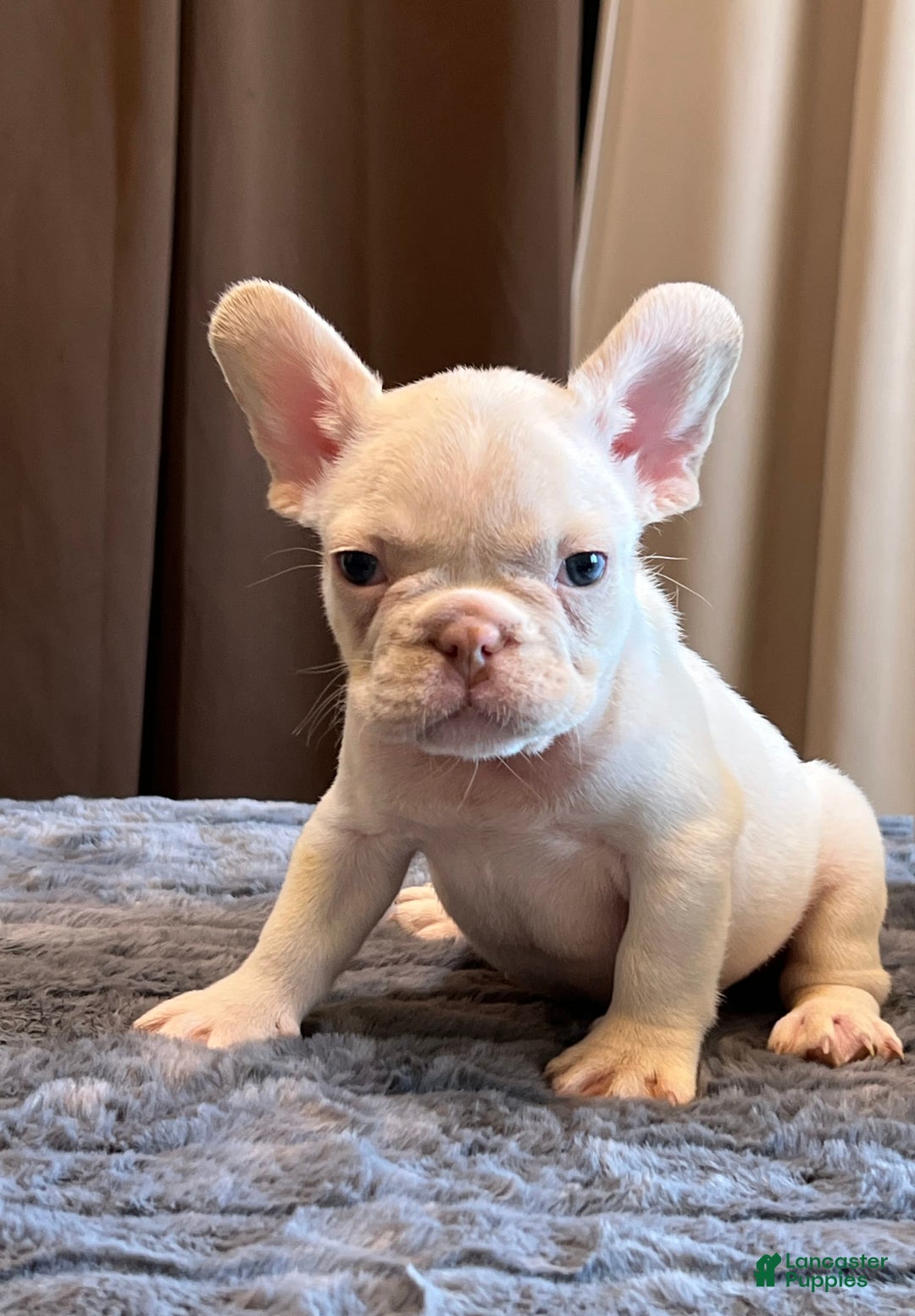 French Bulldog dogs for sale: Jo Jo - Image 5