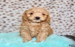 Cockapoo dogs for sale: Biscuit - Image 10