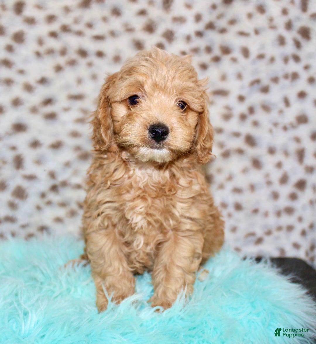 Cockapoo dogs for sale: Biscuit - Image 10