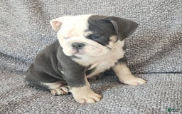 English Bulldog dogs for sale: Bailey - Image 5