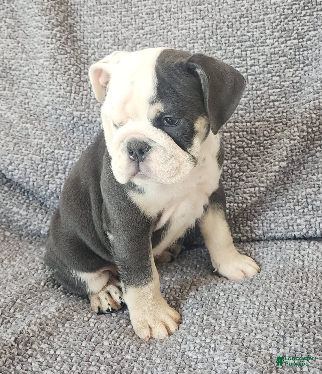 English Bulldog dogs for sale: Bailey - Image 5