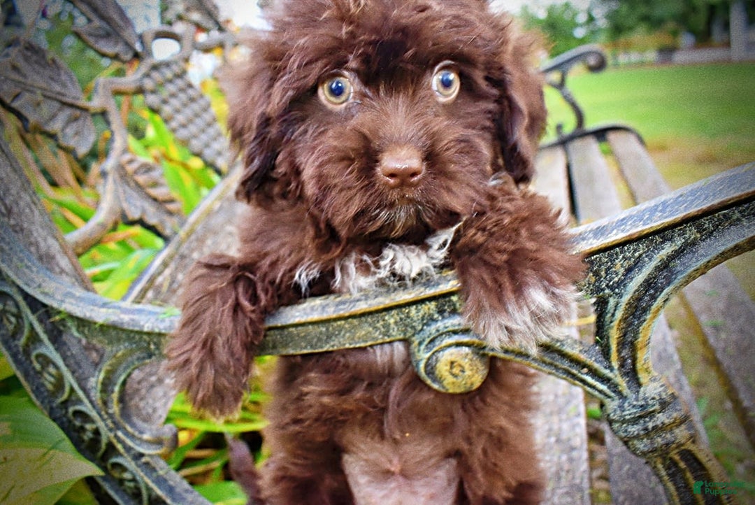 Havapoo dogs for sale: Bubbles - Image 9