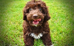 Havapoo dogs for sale: Teddy - Image 11