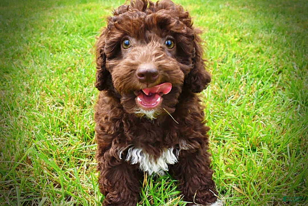 Havapoo dogs for sale: Teddy - Image 11