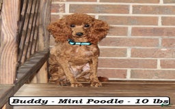 Cavapoo dogs for sale: Roxie - Image 6