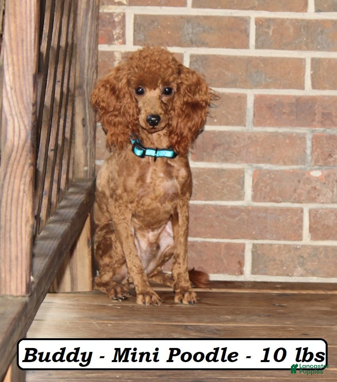 Cavapoo dogs for sale: Roxie - Image 6