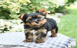 Yorkshire Terrier dogs for sale: Rover - Image 1