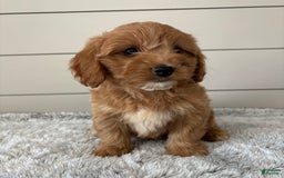  dogs for sale: Mini Goldendoodle 7 puppies - Image 17