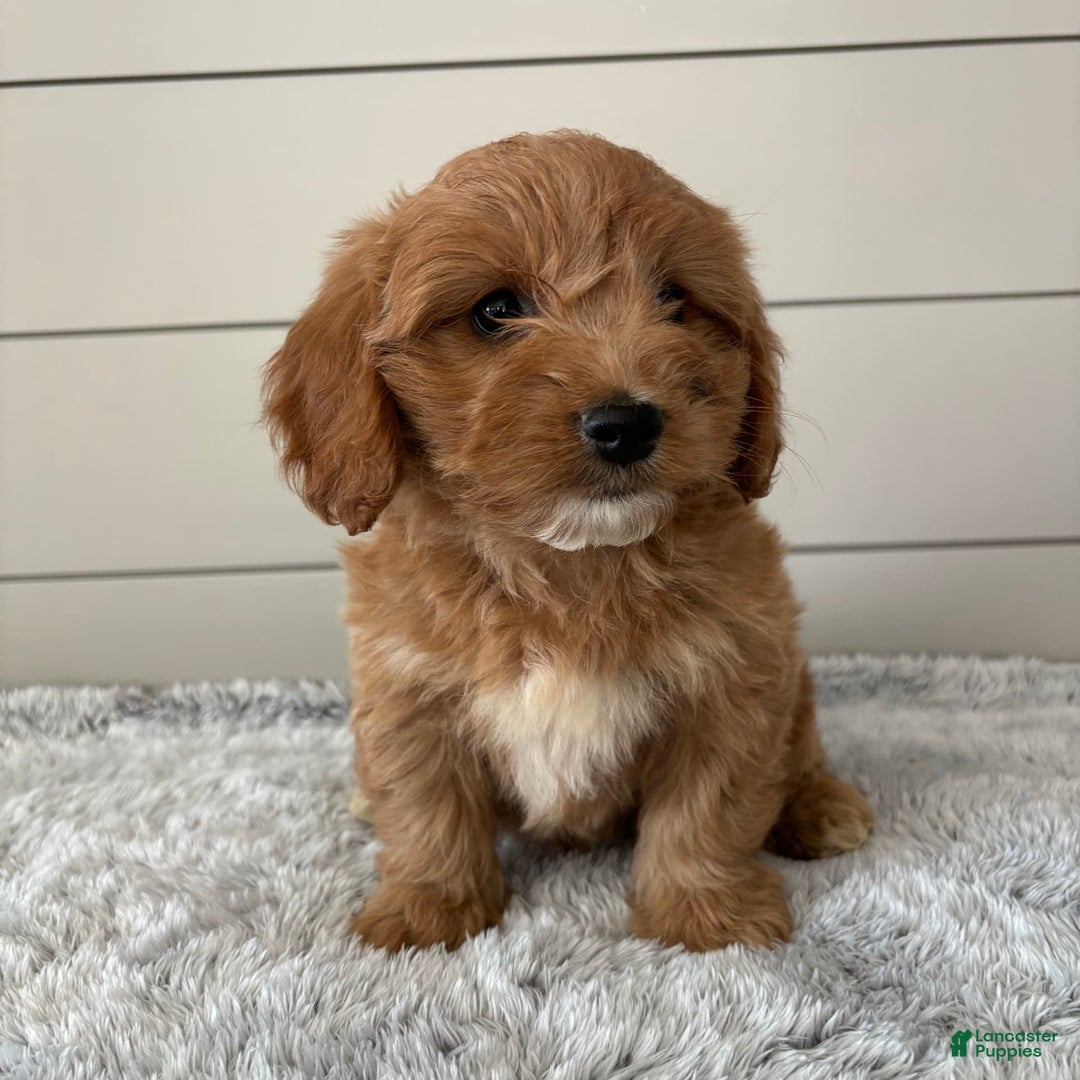  dogs for sale: Mini Goldendoodle 7 puppies - Image 17