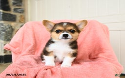 Welsh Corgi Pembroke dogs for sale: Vegas AKC - Image 2