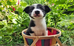 Border Collie dogs for sale: Spartan - Image 9