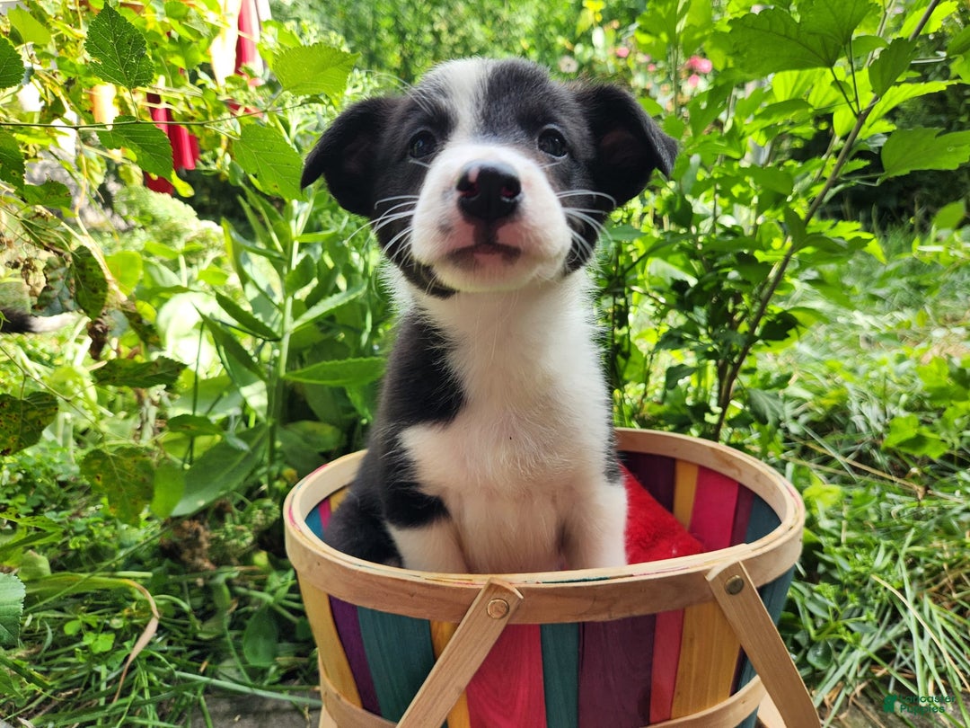 Border Collie dogs for sale: Spartan - Image 9