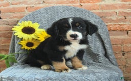 Greater Swiss Mountain Dog dogs for sale: Roman - Image 1