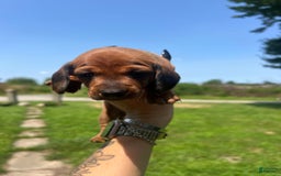 Dachshund dogs for sale: Brittney - Image 1