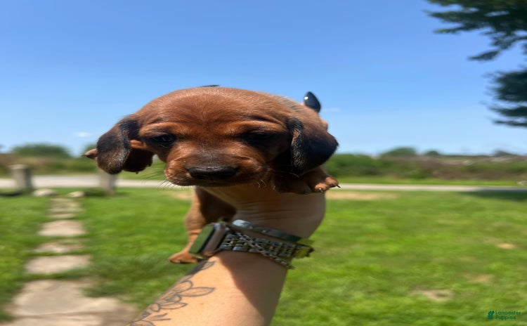 Dachshund dogs for sale - Ad 2