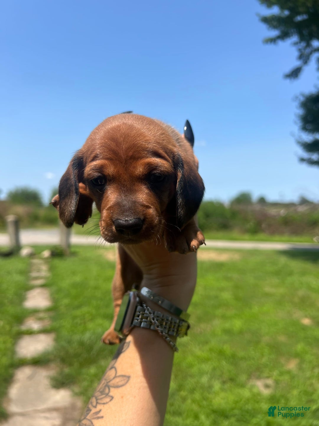 Dachshund dogs for sale: Brittney - Image 1