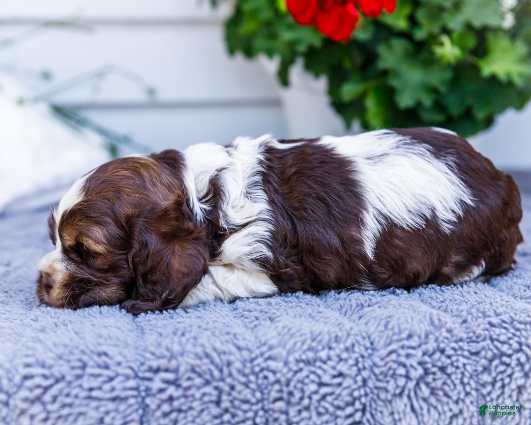Cocker Spaniel dogs for sale: Chester - Image 11