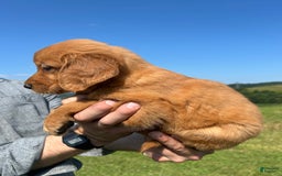 Golden Retriever dogs for sale: Meadow - Image 8