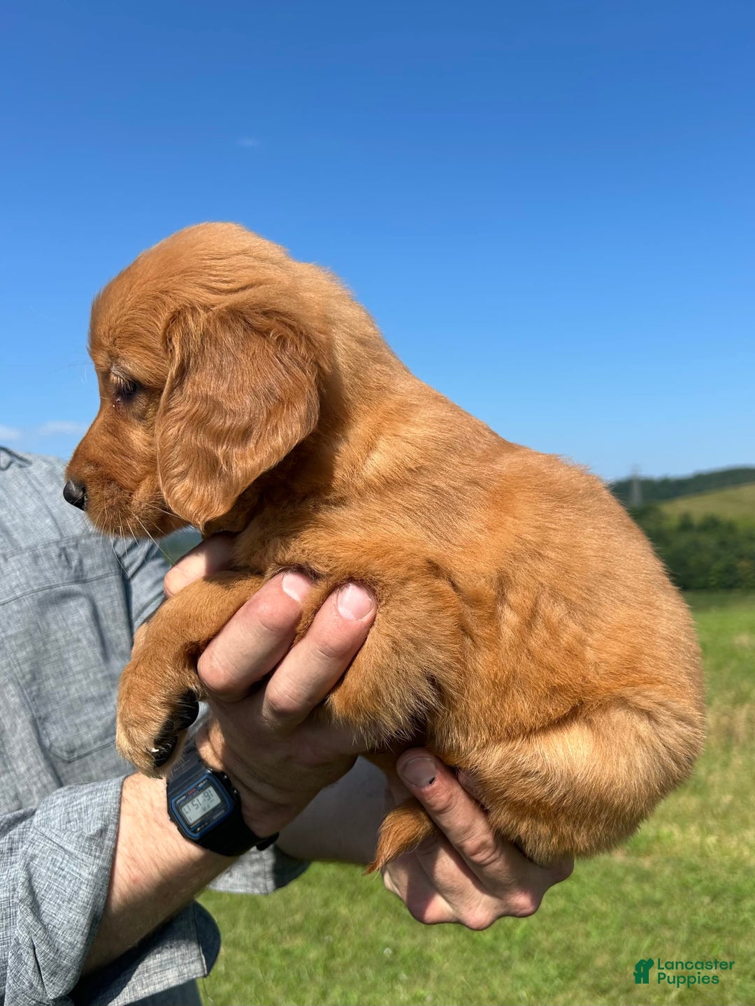 Golden Retriever dogs for sale: Meadow - Image 8