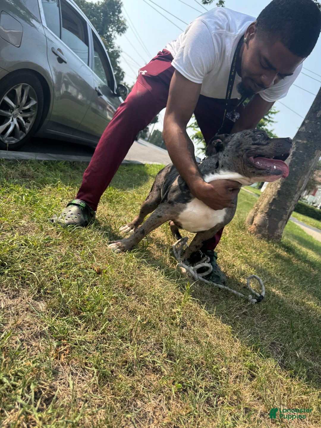 American Bully dogs for stud: Ace - Image 1