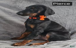 Doberman Pinscher dogs for sale: Pierce - Image 4