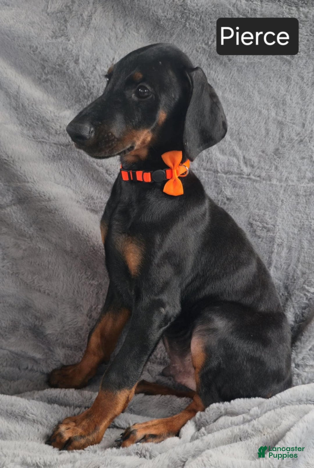 Doberman Pinscher dogs for sale: Pierce - Image 4