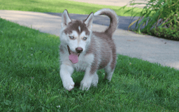 Siberian Husky dogs for sale: Reno - Image 15