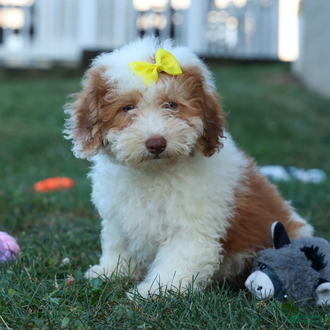 Cavachon dogs for sale: ECHO - Image 2