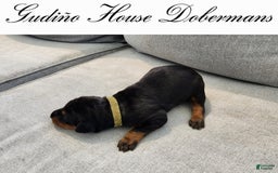 Doberman Pinscher dogs for sale: Green Collar Female - Image 13