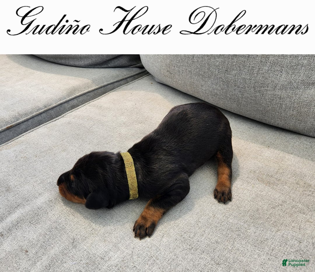Doberman Pinscher dogs for sale: Green Collar Female - Image 13