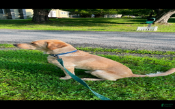 Great Dane dogs for sale: Purple - Image 6