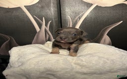 American Bully dogs for sale: Wolf - Image 6