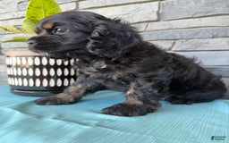 Cocker Spaniel dogs for sale: Tara - Image 3