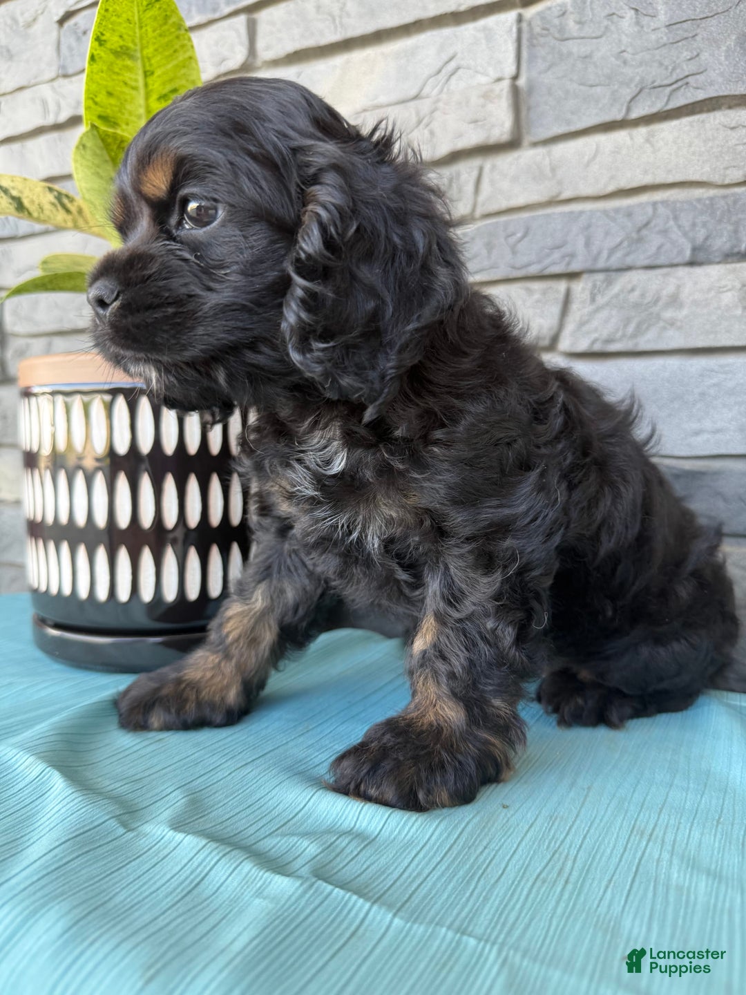 Cocker Spaniel dogs for sale: Tara - Image 3