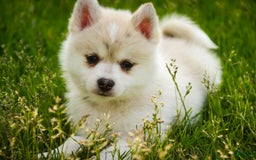 Pomsky dogs for sale: Blaze - Image 8