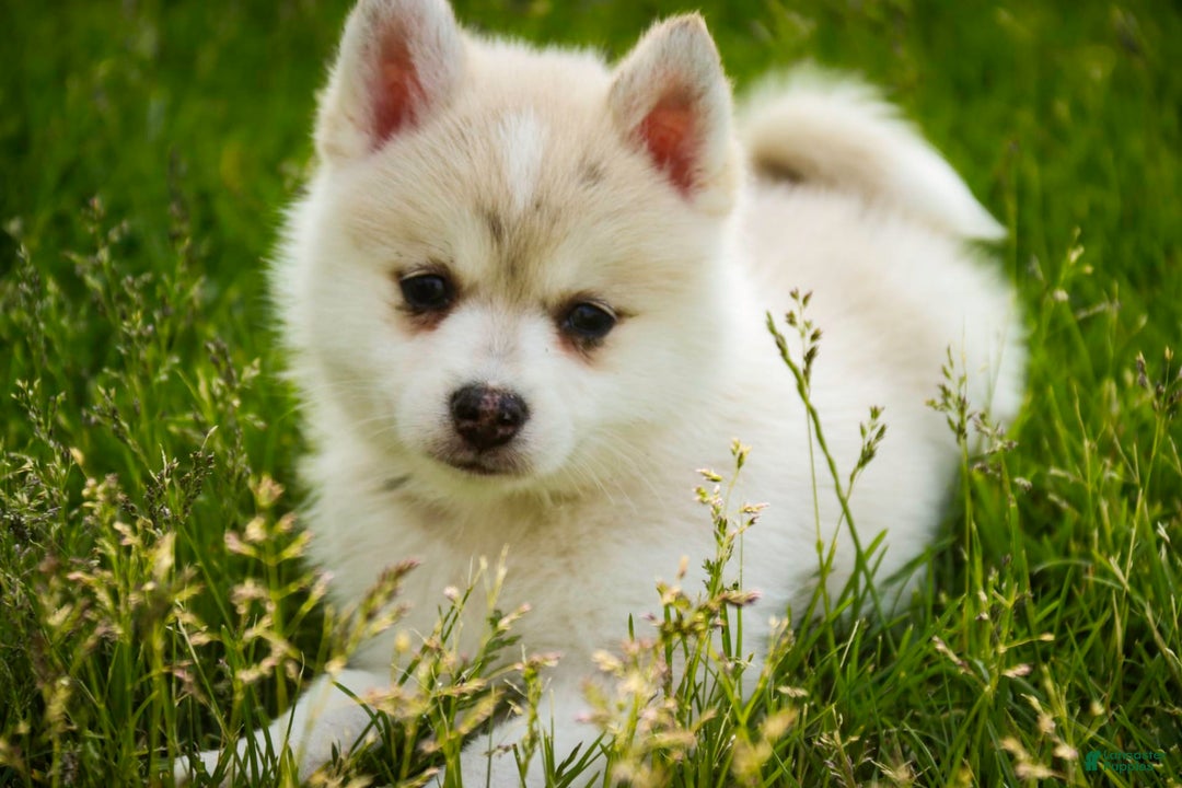 Pomsky dogs for sale: Blaze - Image 8