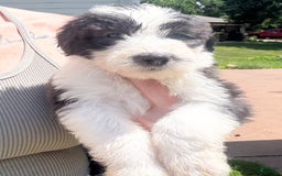Old English Sheepdog dogs for sale: Indie - Image 1