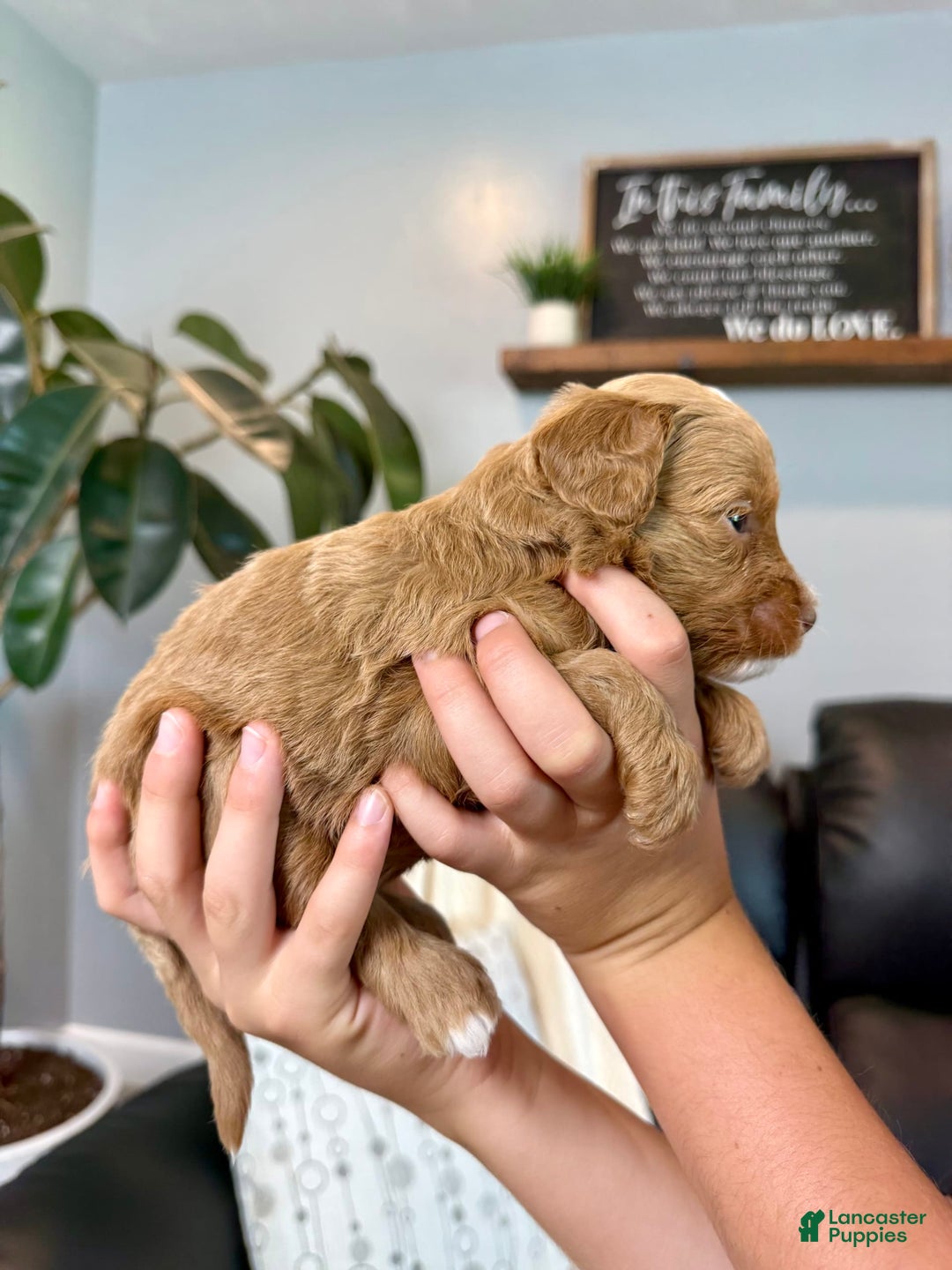 Mini Goldendoodle dogs for sale: Theo - Image 2