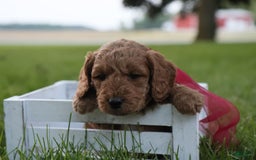 Mini Goldendoodle dogs for sale: Rosie - Image 15