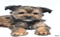 Morkie dogs for sale: Cassidy - Image 2