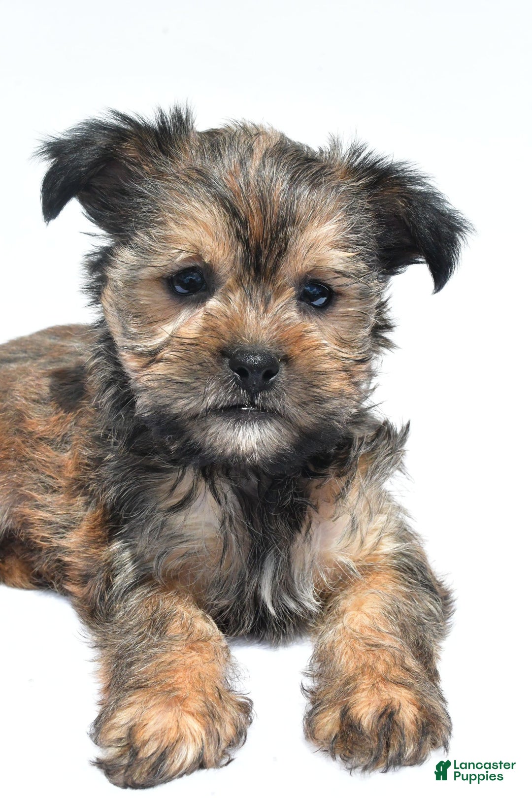 Morkie dogs for sale: Cassidy - Image 2