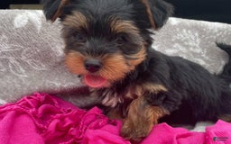 Yorkshire Terrier dogs for sale: Lena - Image 5