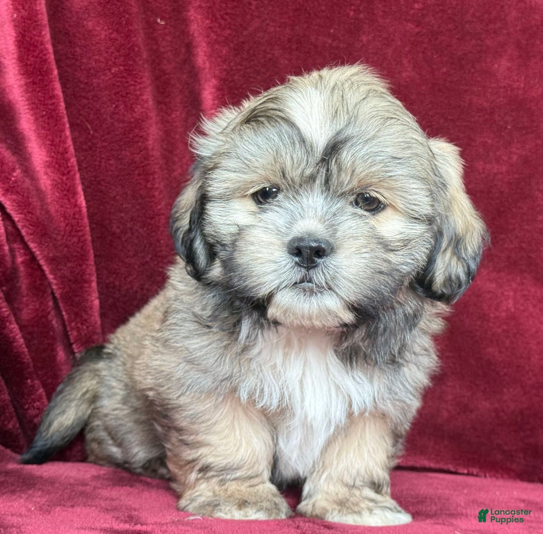 Shih Tzu dogs for sale: Dick - Image 12