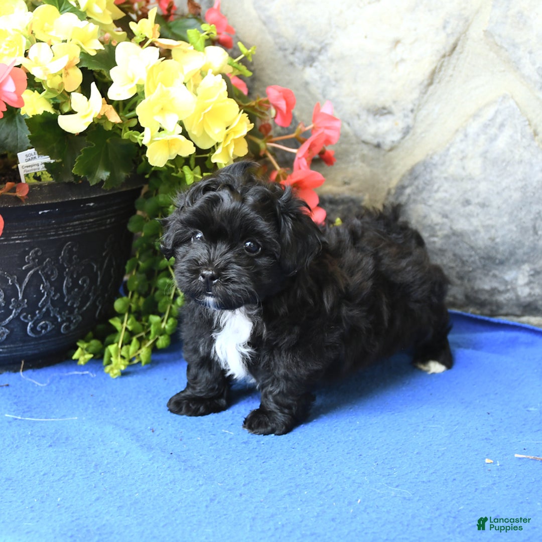 Teddy Bear dogs for sale: Kelly - Image 1