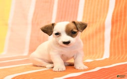 Jack Russell Terrier dogs for sale: Lisa - Image 2