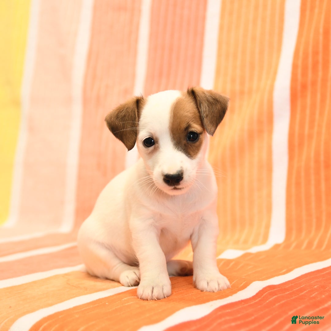 Jack Russell Terrier dogs for sale: Lisa - Image 2