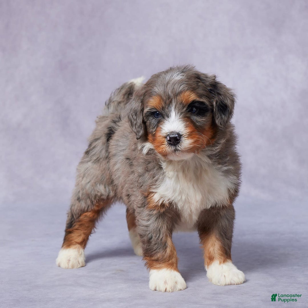 Mini Bernedoodle dogs for sale: Jay - Image 5